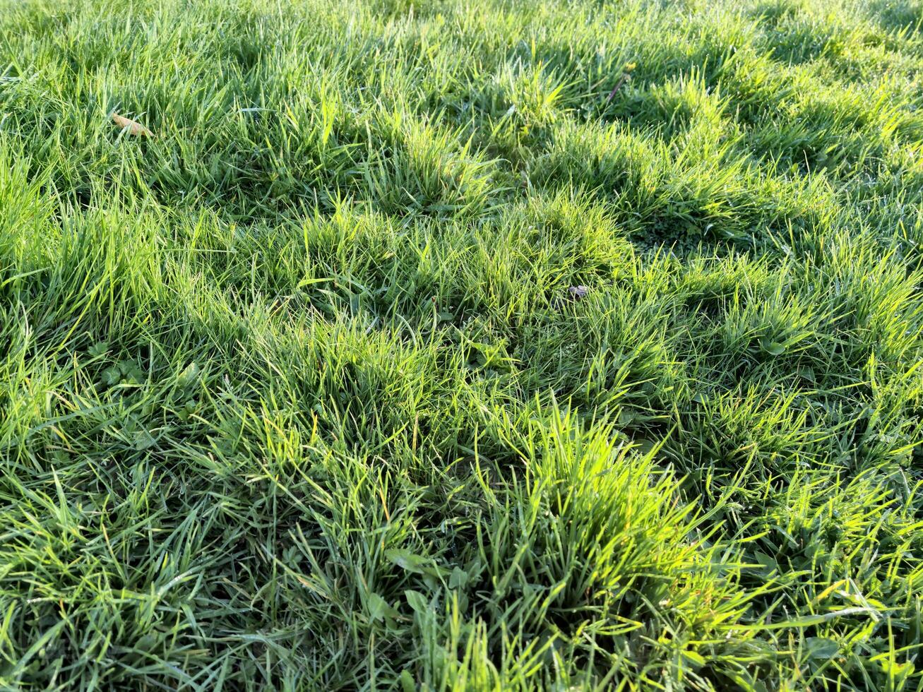 Green spring grass close view, green field background photo