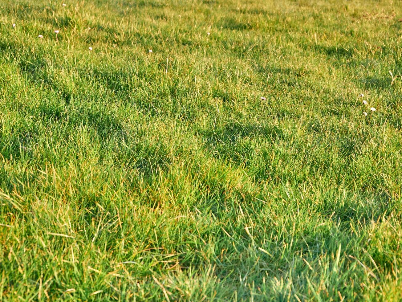 Green grass background close view, spring grass field photo