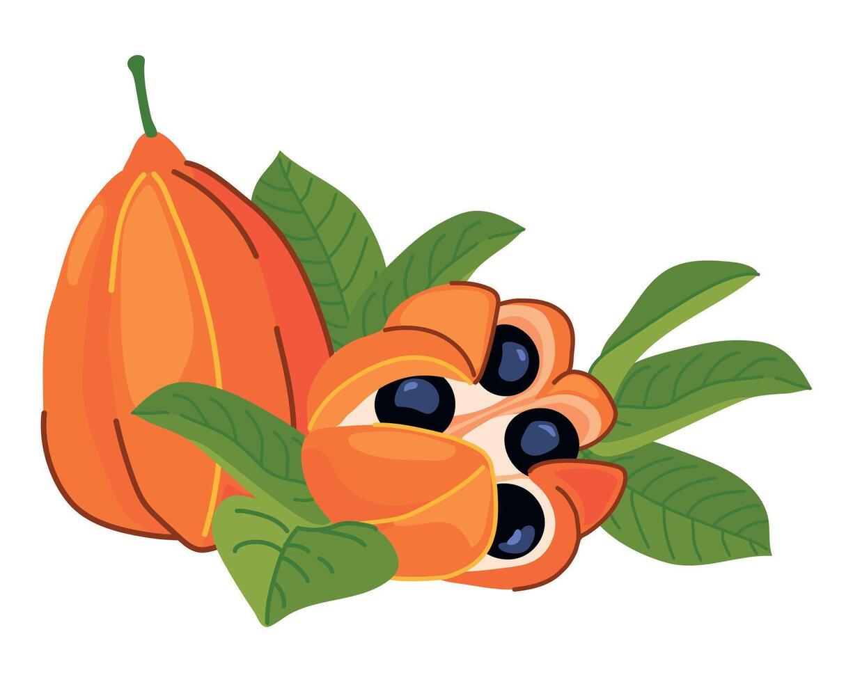 Ackee , Blighia sapida, ackee. Tropical fruits are the national symbol of Jamaica. illustration in flat style. vector