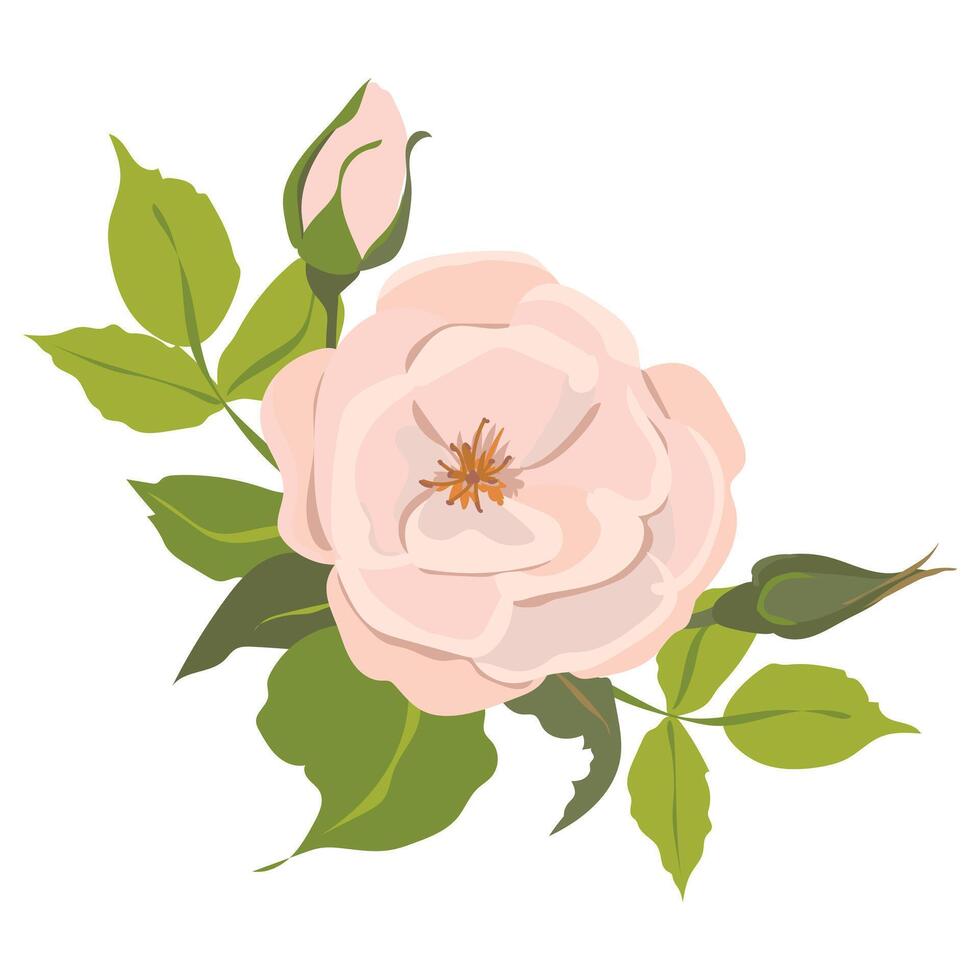 rosado rosas. hermosa flores de diferente formas, brotes y flores aislado en un blanco antecedentes. floral ilustraciones en dibujos animados plano estilo. vector