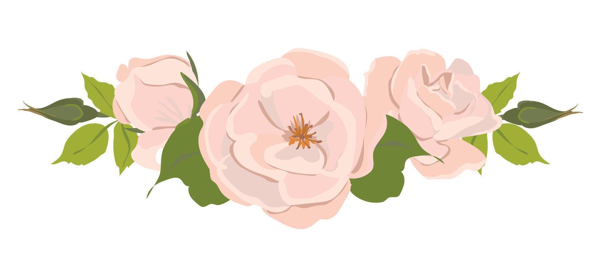 rosado rosas. hermosa flores de diferente formas, brotes y flores aislado en un blanco antecedentes. floral ilustraciones en dibujos animados plano estilo. vector