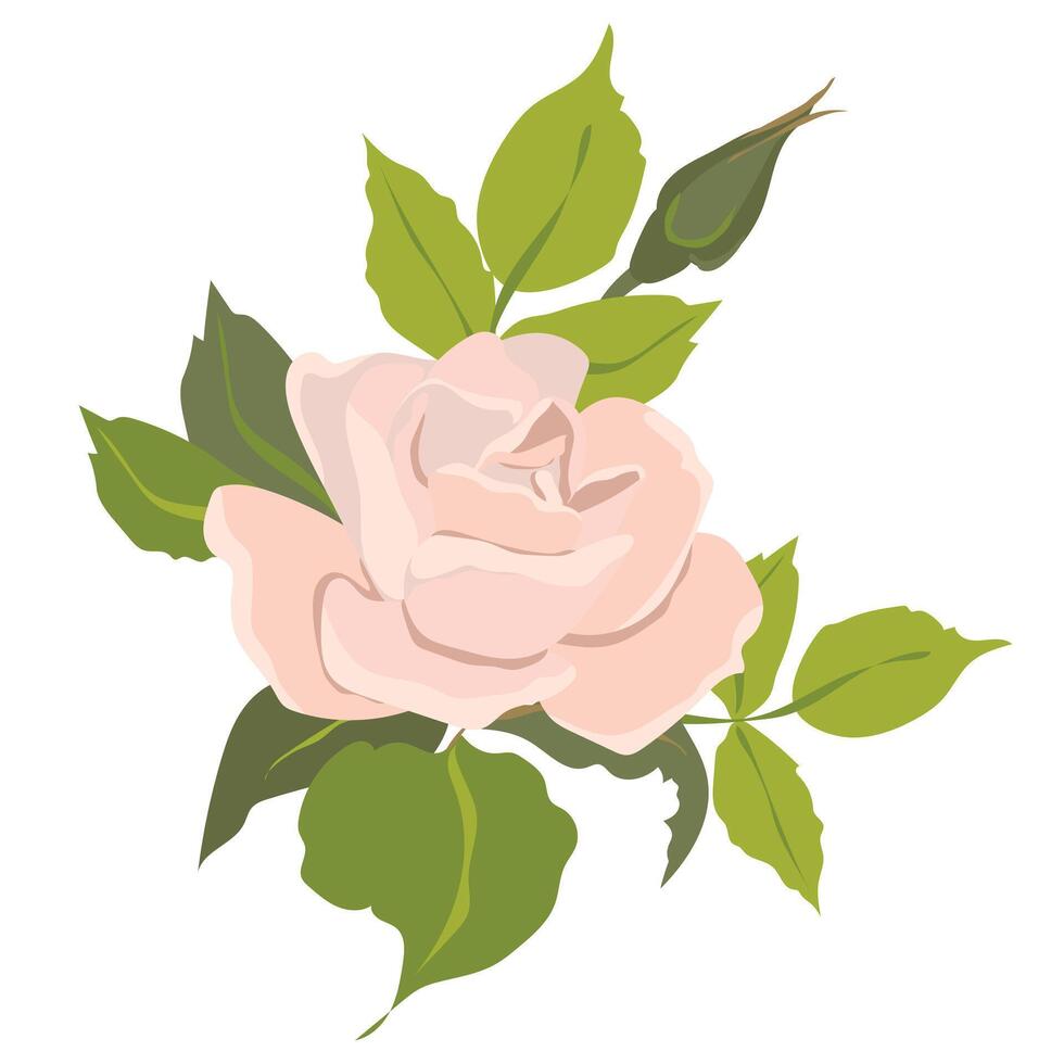 rosado rosas. hermosa flores de diferente formas, brotes y flores aislado en un blanco antecedentes. floral ilustraciones en dibujos animados plano estilo. vector