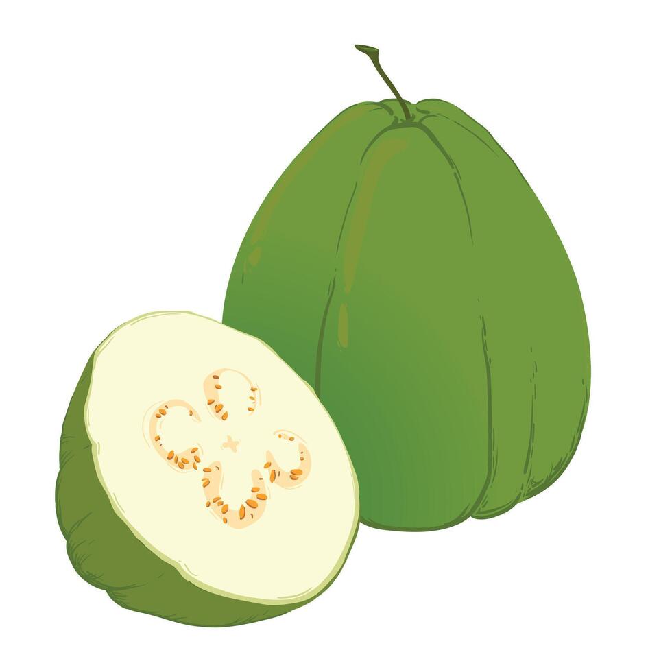 Guava, illustration of tropical green fruits, whole and in parts. The flesh is white, the skin is green. A clipart highlighted on a white background. vector