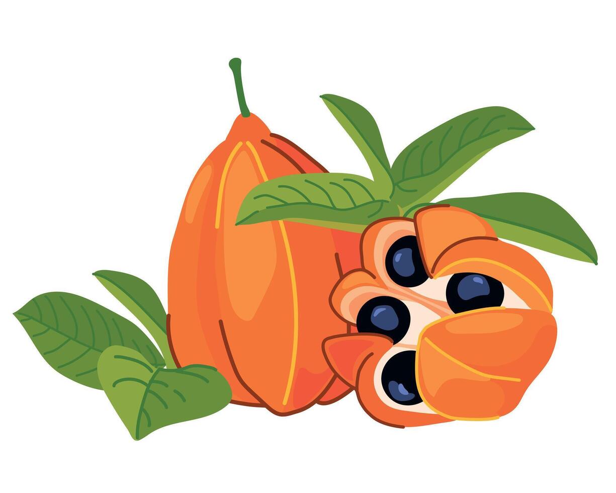 Ackee , Blighia sapida, ackee. Tropical fruits are the national symbol of Jamaica. illustration in flat style. vector