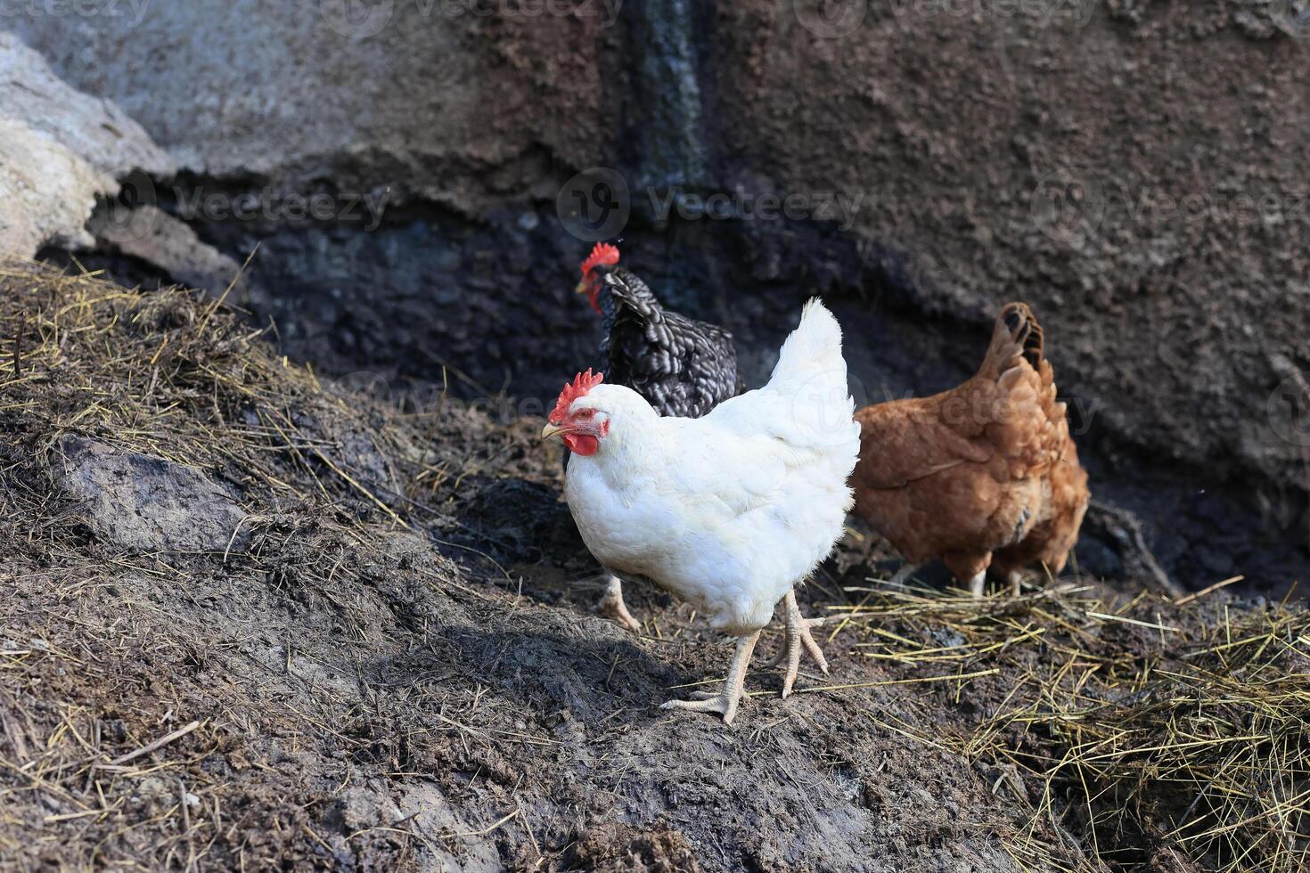 A group of chickens and a rooster graze on a farm in a village on a sunny day. Chickens on an organic home farm. Spring or summer day. Chickens of different colors. White chickens. Red chickens. photo