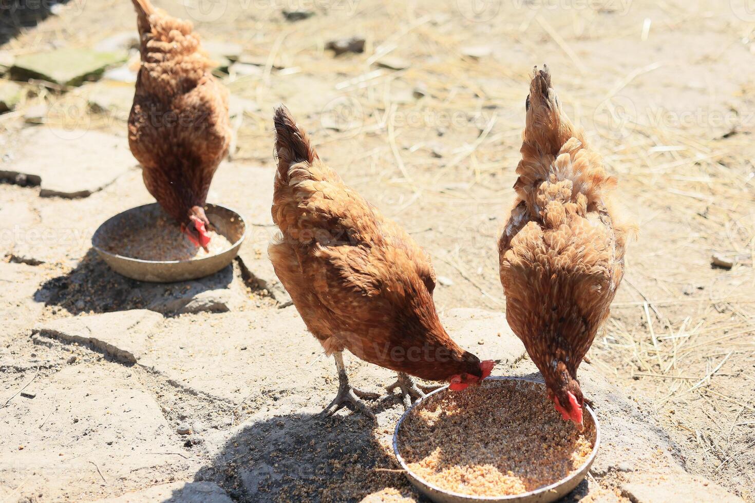 A group of chickens and a rooster graze on a farm in a village on a sunny day. Chickens on an organic home farm. Spring or summer day. Chickens of different colors. White chickens. Red chickens. photo