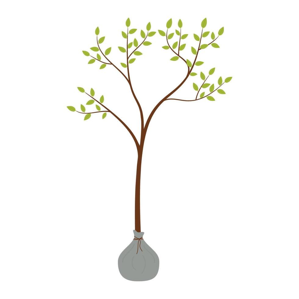 A seedling. Planting and growing trees. vector