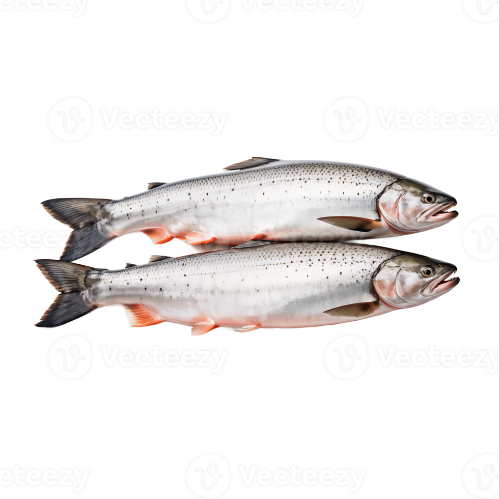 , two whole-salmon isolated on transparent background png