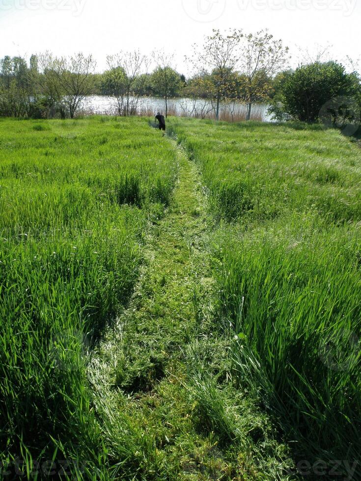 Beautiful large green grass field with lawnmower photo