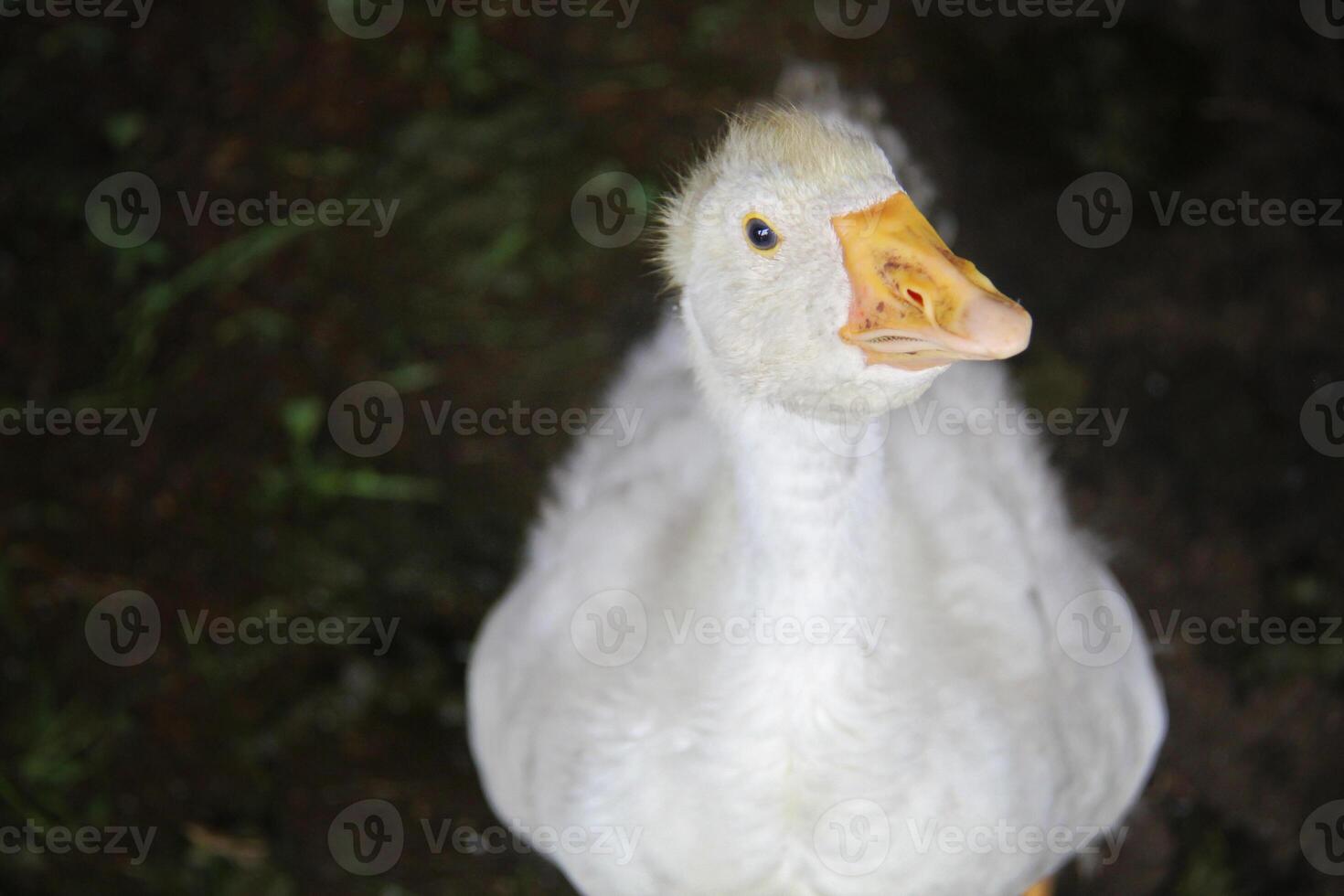 Young White Goose Face Close Up photo
