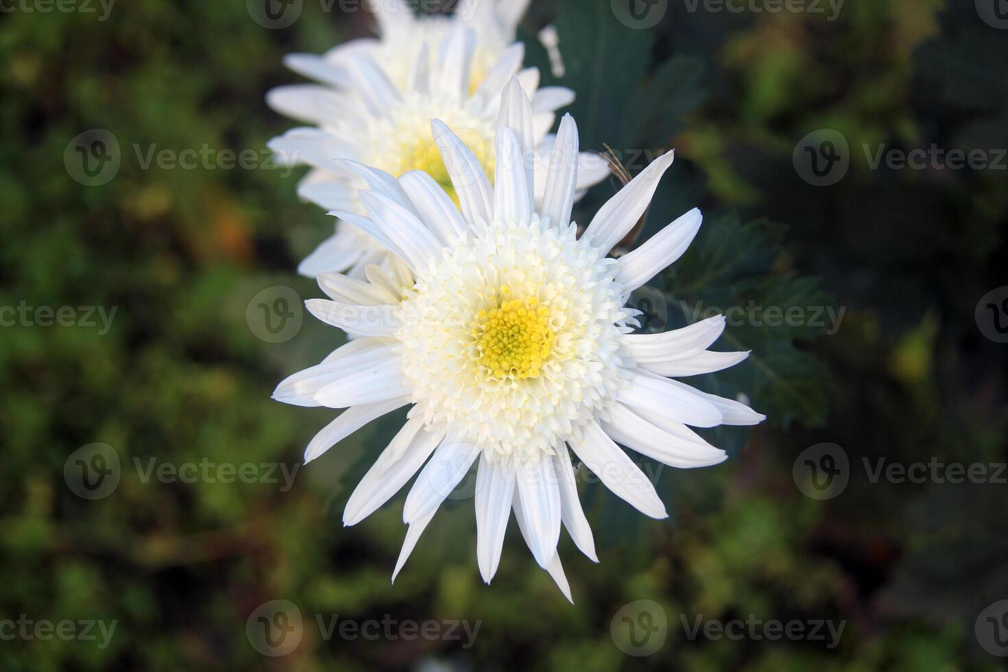 White chrysanthemum flower in garden photo
