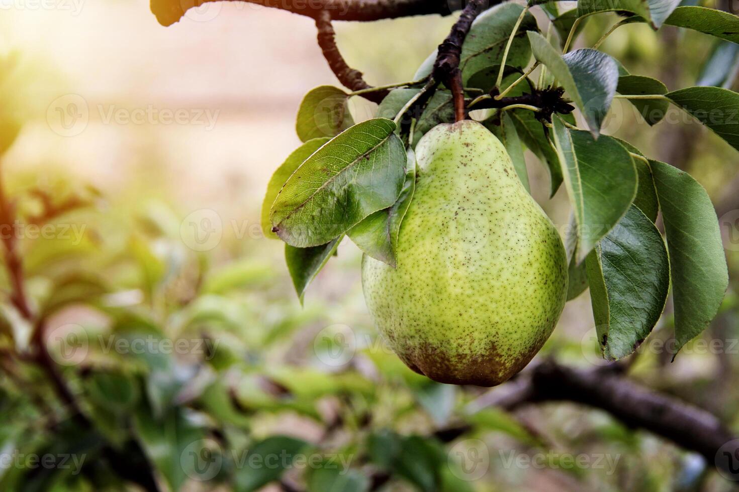 William pear on tree in the garden photo