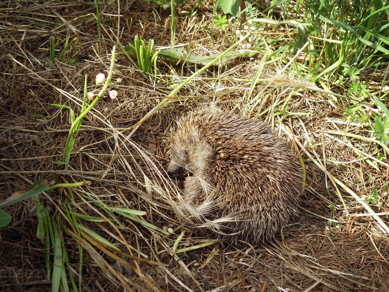 Hedgehog sleeping on the ground photo
