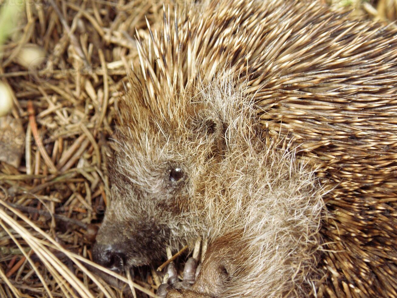 Hedgehog Face Close Up photo