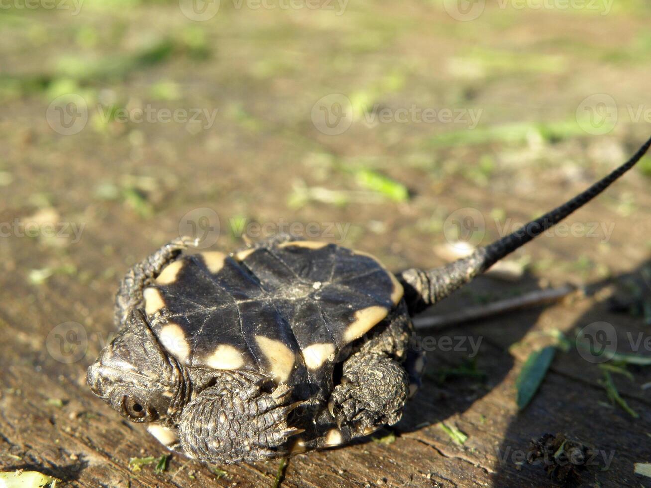 Baby European Pond Turtle on human finger photo