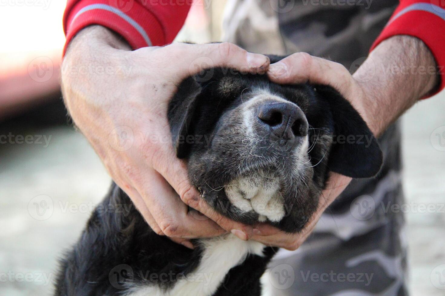 perro cara en del hombre mano foto