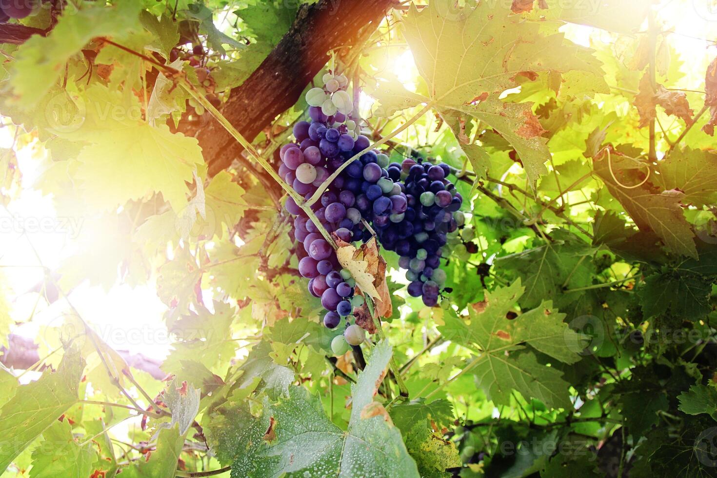 Beautiful Grape at sunset in autumn harvest. Ripe grapes in fall. photo
