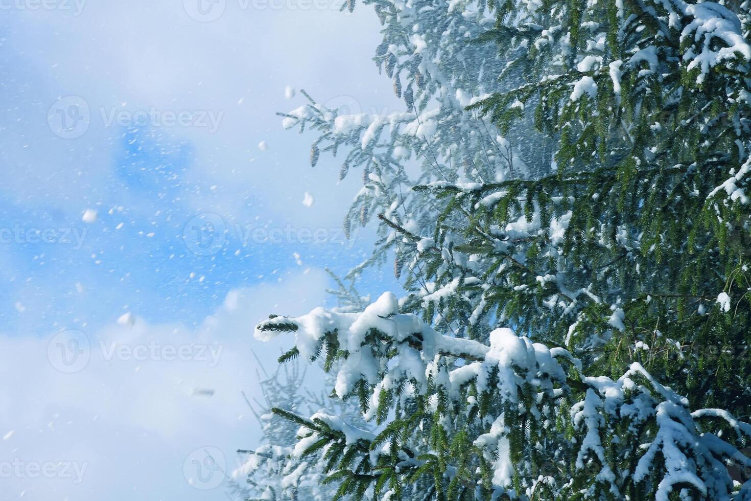 Snow covered spruce fir tree branches outdoors. photo