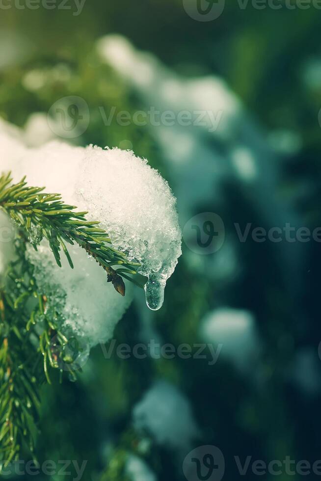 Snow covered fir tree branches outdoors. photo