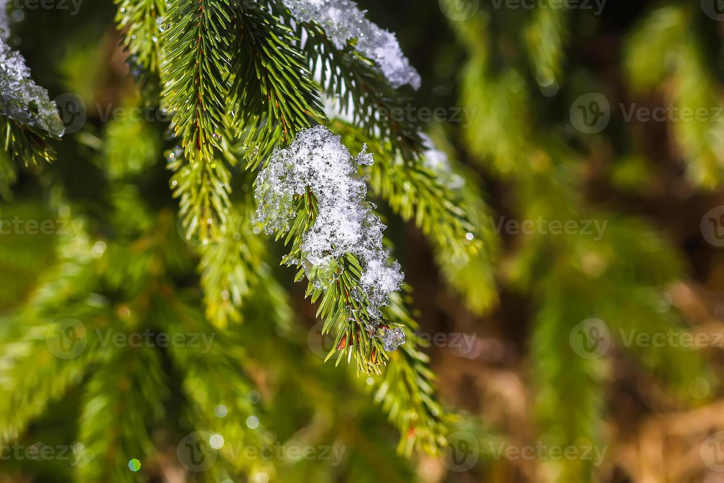 Snow covered spruce tree branches outdoors. photo