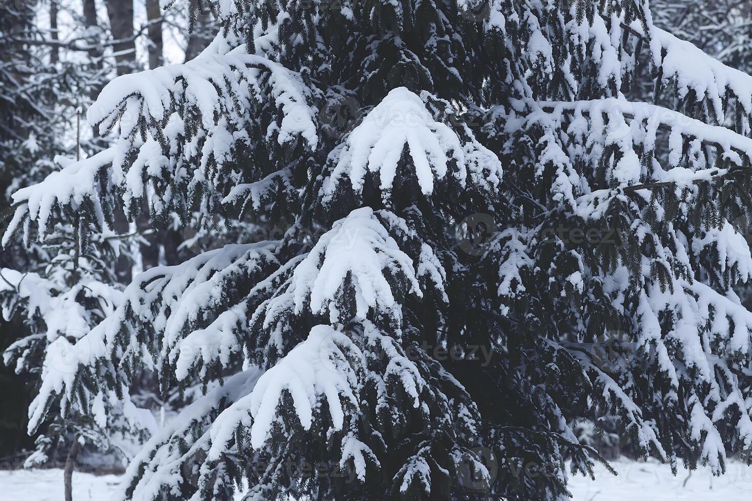 nieve cubierto abeto árbol ramas al aire libre. foto