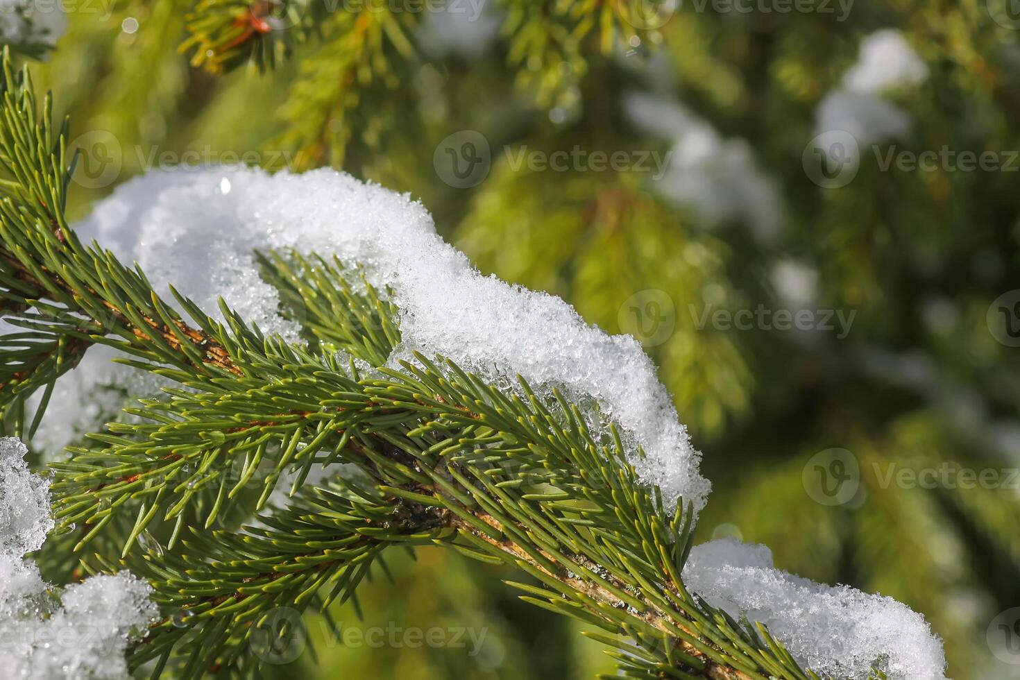 nieve cubierto abeto árbol ramas al aire libre. foto