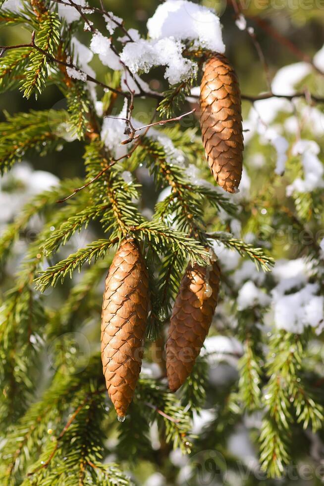 Snow covered spruce tree branches outdoors. photo