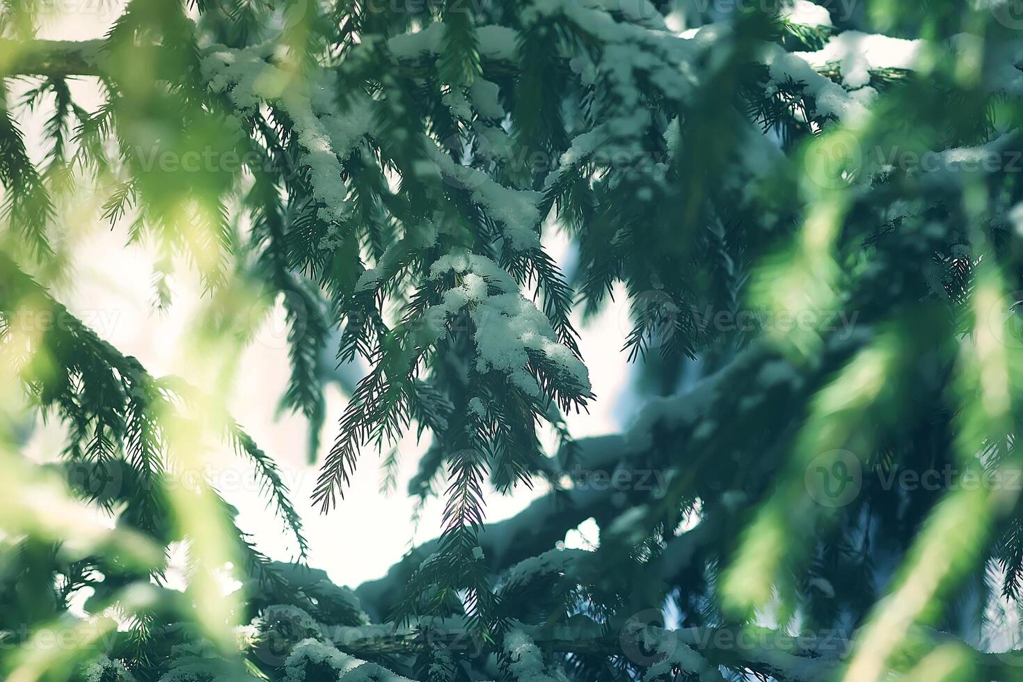 nieve cubierto abeto árbol ramas al aire libre. foto