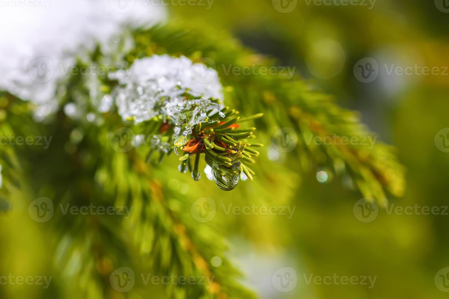 Snow covered spruce tree branches outdoors. photo