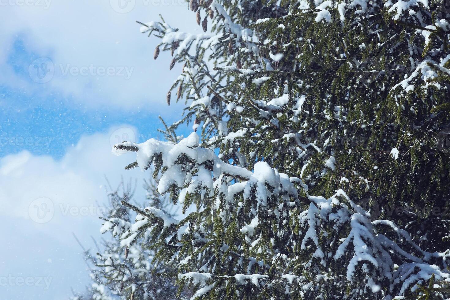 Snow covered spruce fir tree branches outdoors. photo