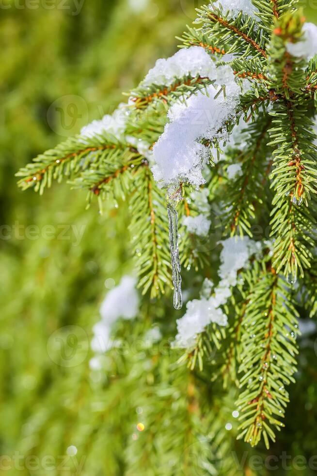 Snow covered spruce tree branches outdoors. photo