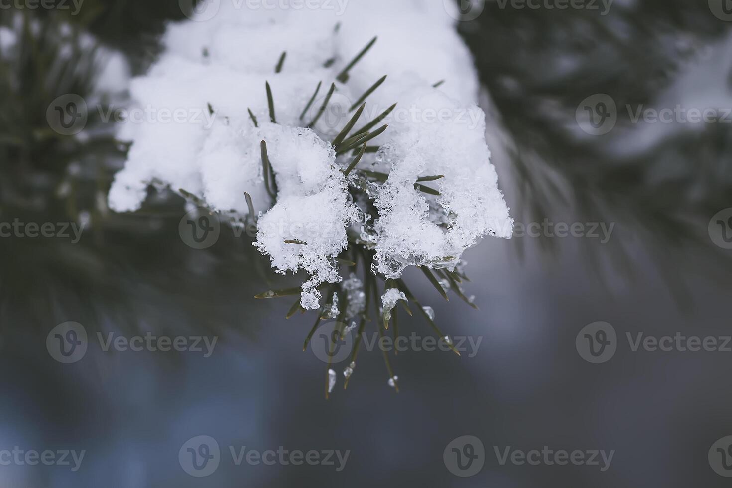 Snow covered spruce tree branches outdoors. photo