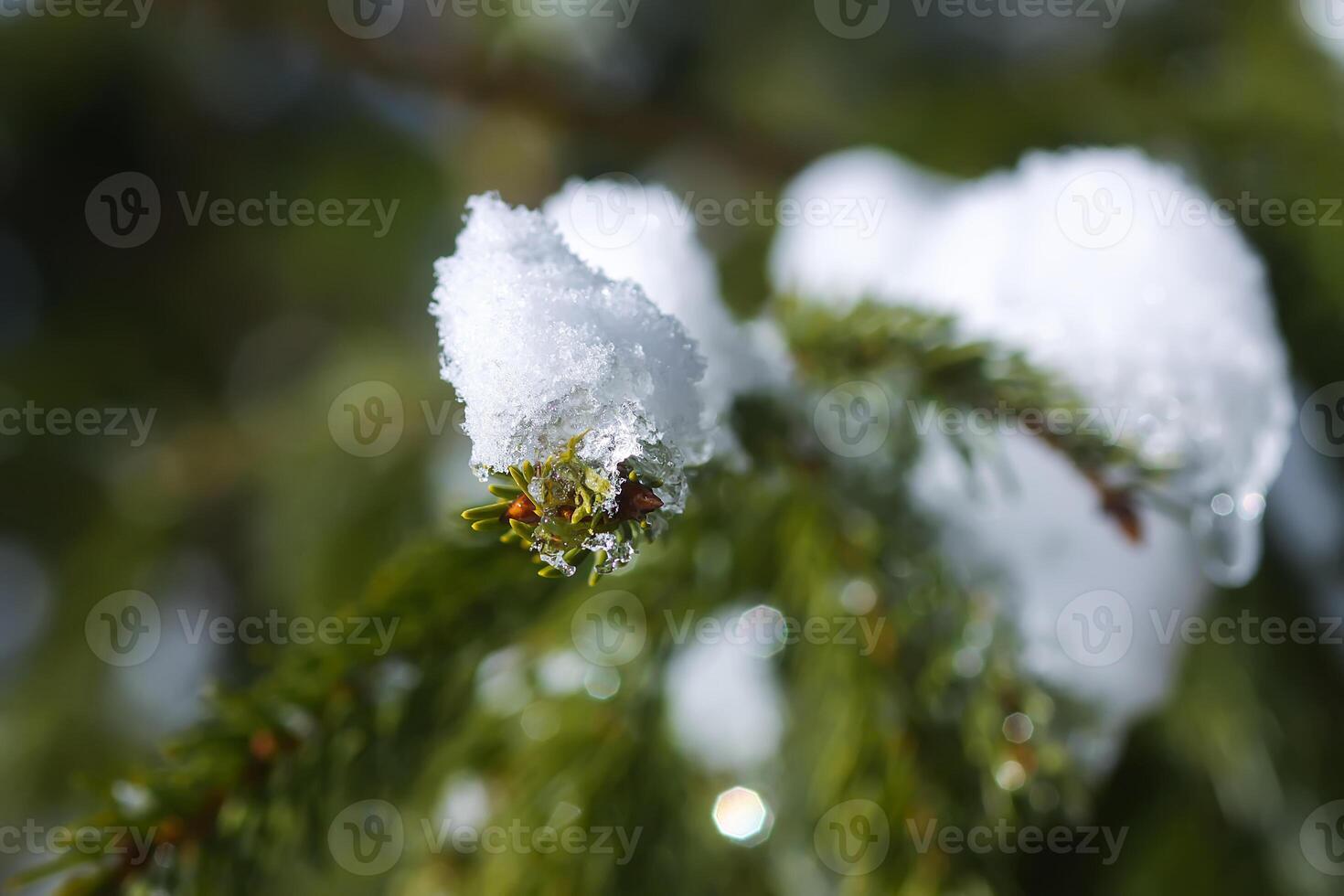 Snow covered fir tree branches outdoors. photo