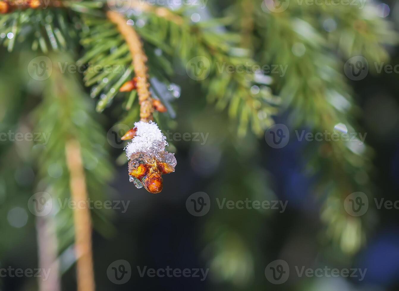 Snow covered fir tree branches outdoors. photo