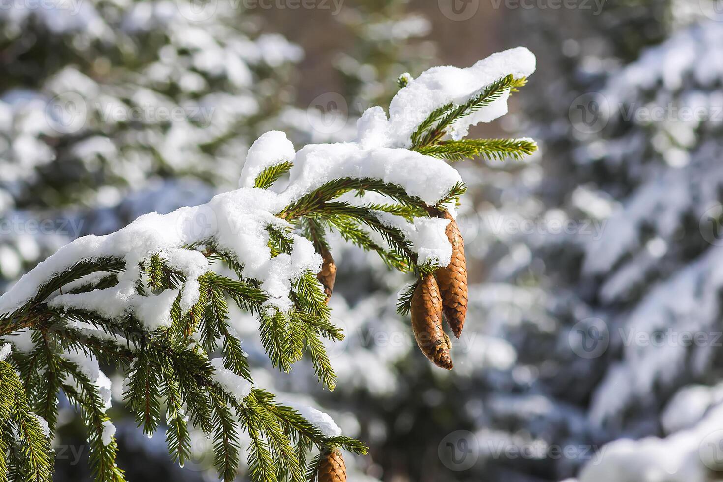 Snow covered fir tree branches with cones outdoors. photo