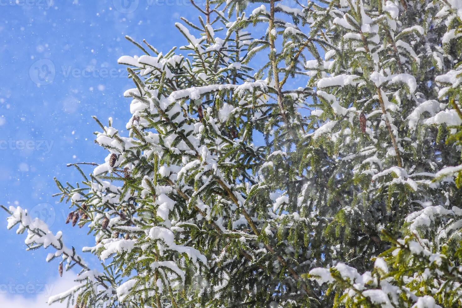 Snow covered spruce fir tree branches outdoors. photo