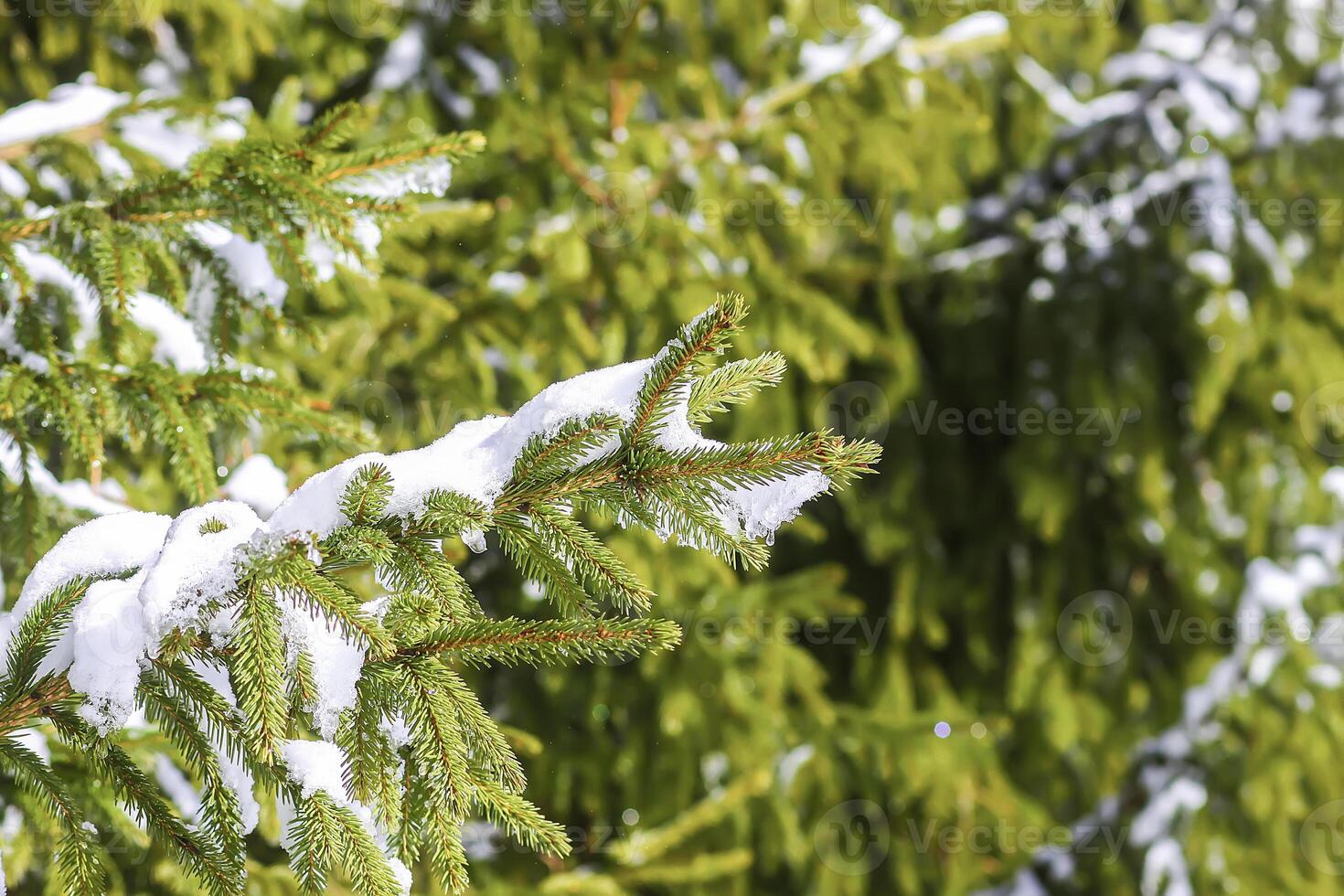 Snow covered spruce tree branches outdoors. photo