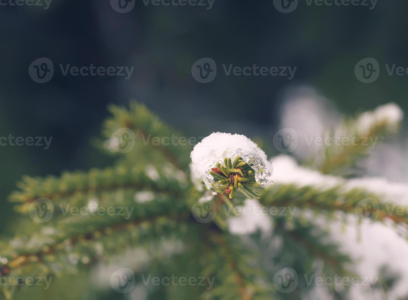 Snow covered spruce tree branches outdoors. photo