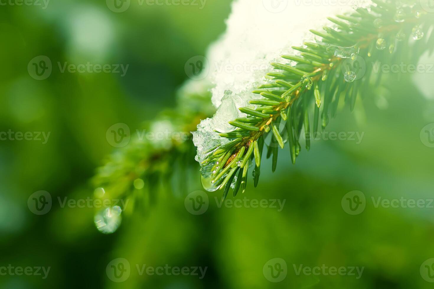 Snow covered fir tree branches outdoors. photo