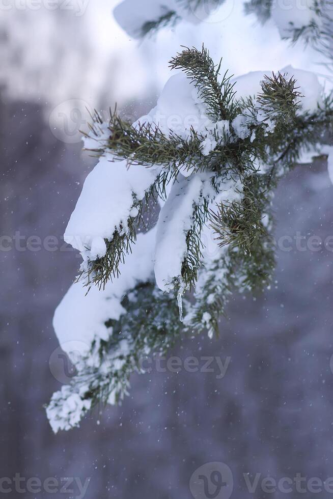 Snow covered pine tree branches outdoors. photo