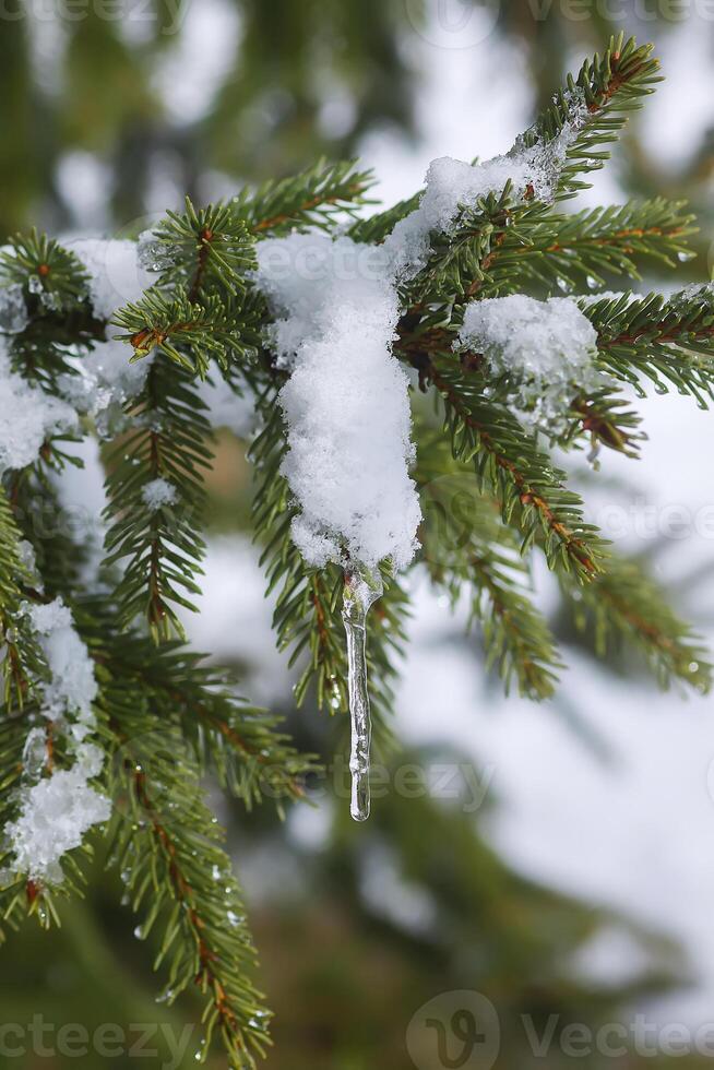 Snow covered spruce tree branch with transparent icicle outdoors. photo