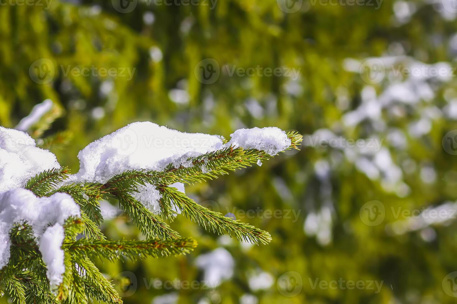 nieve cubierto abeto árbol ramas al aire libre. foto