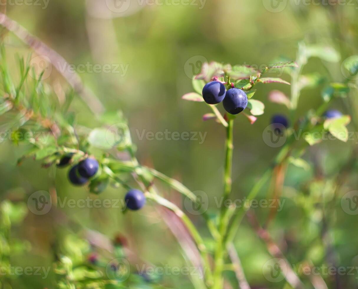 Ripe fresh blueberry photo