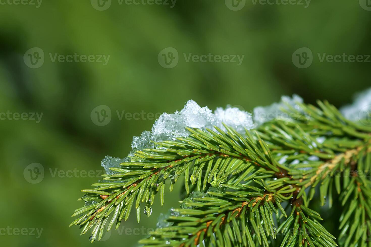 Melting snow on fir tree branches outdoors. photo
