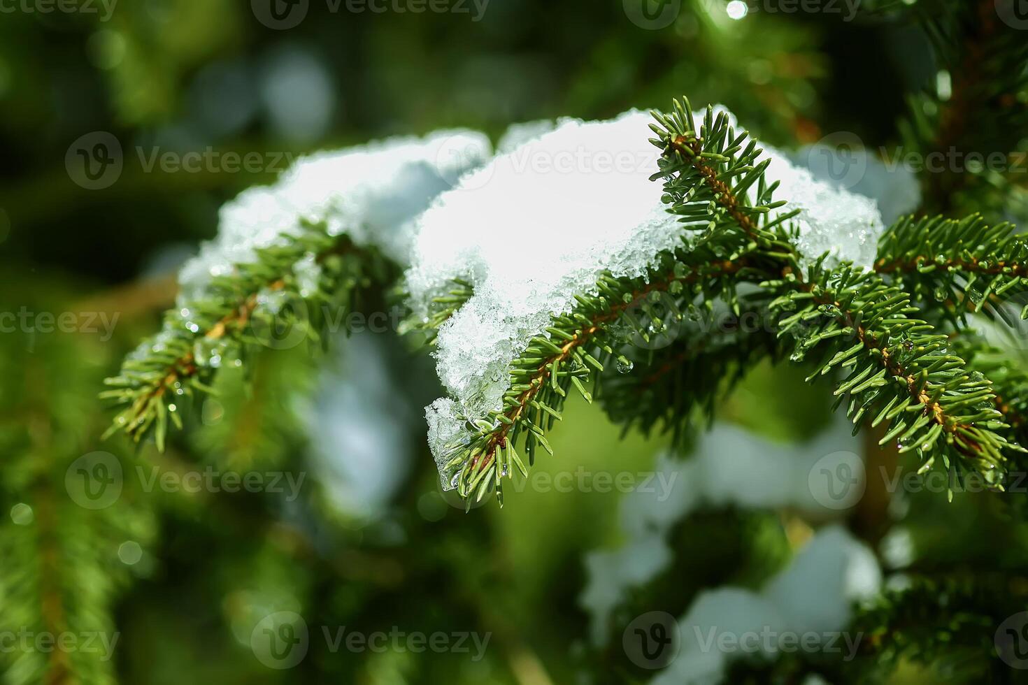 Melting snow on fir tree branches outdoors. photo