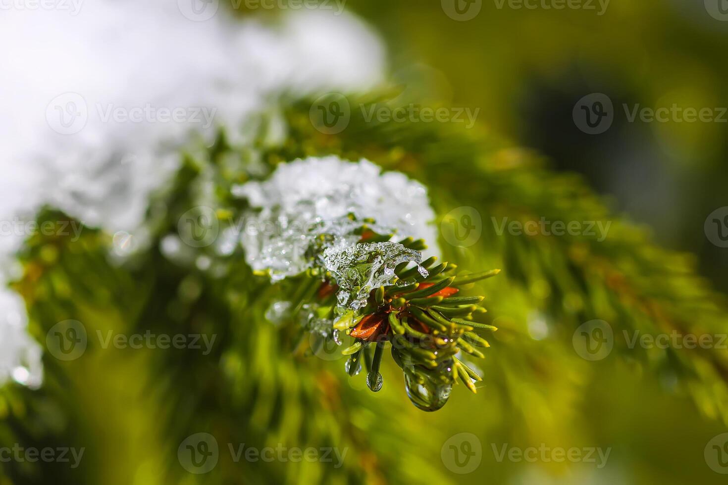 Snow covered spruce tree branches outdoors. photo