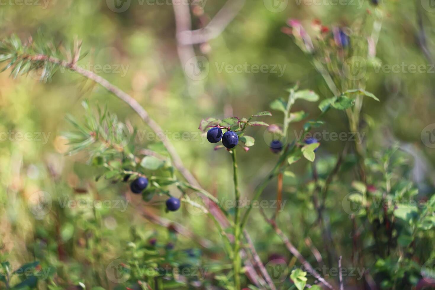 Ripe fresh blueberry photo