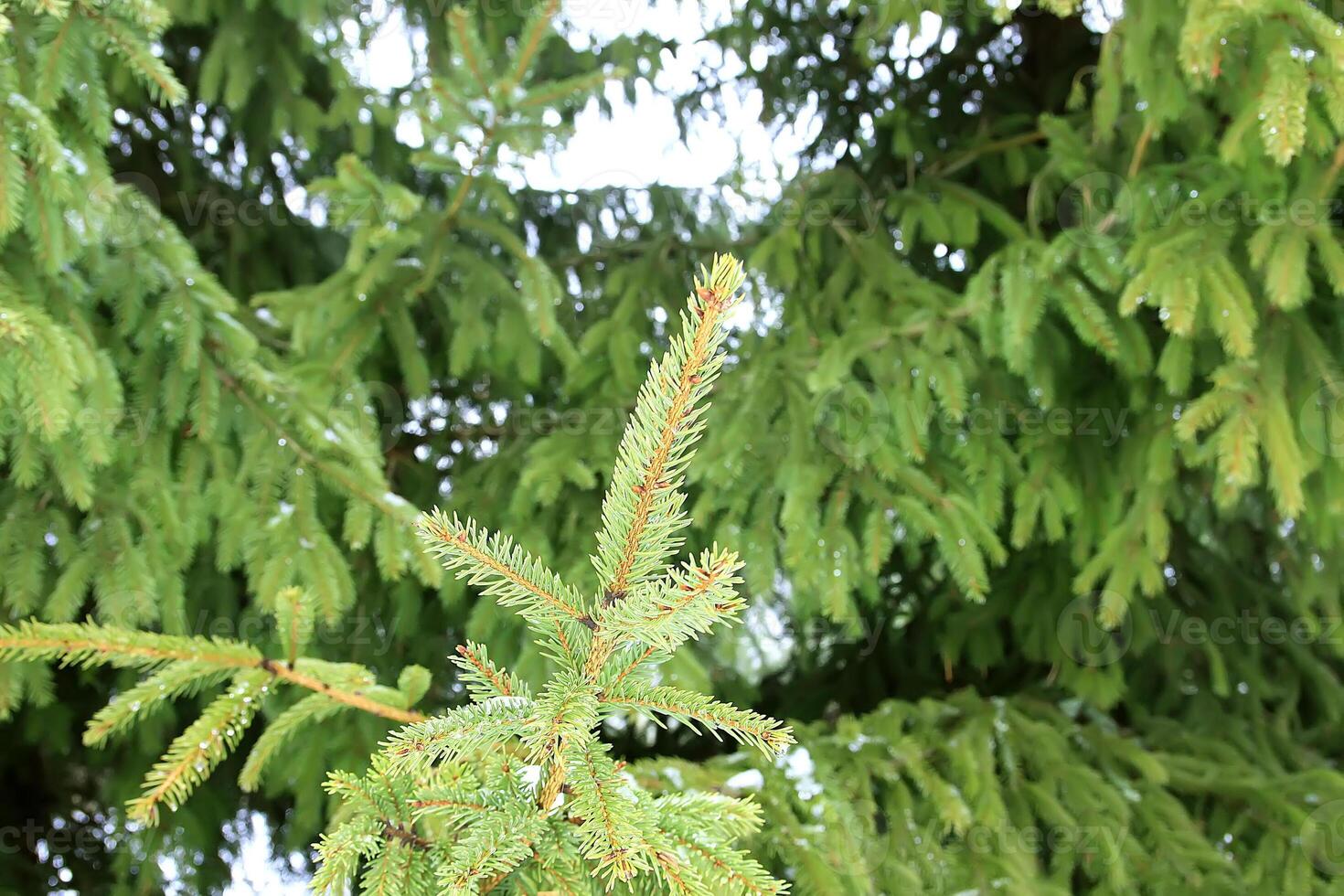 Snow covered fir trees in cold winter day. Seasonal nature in East Europe. photo