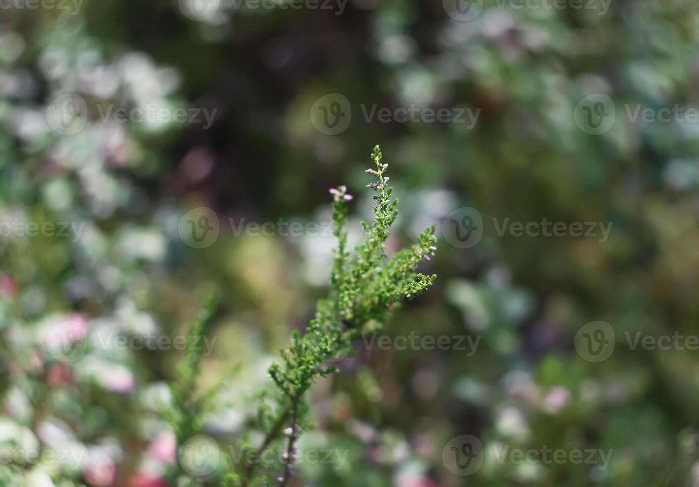 Forest pink heather photo