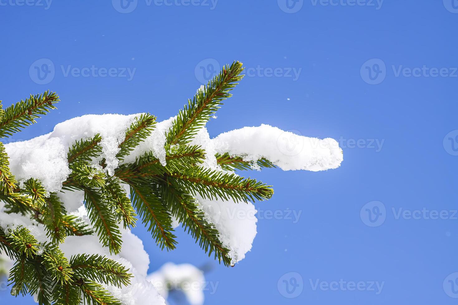 Snow covered fir tree branches on blue clear sky background. photo